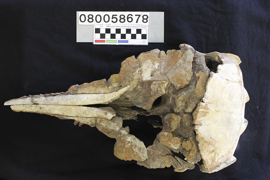 fossile (Tursiops truncatus, scheletro, esemplare)