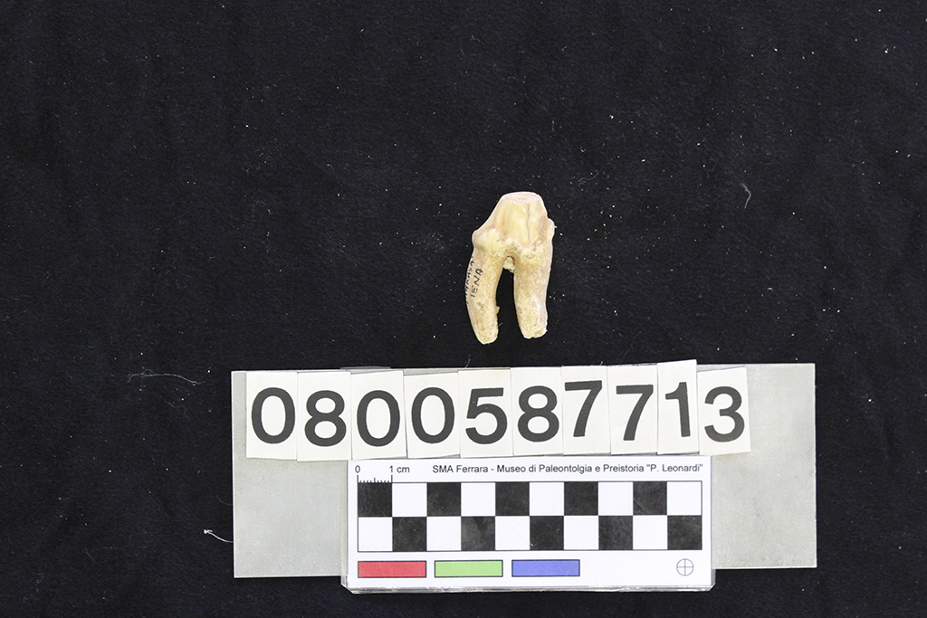 fossile (Crocuta crocuta spelaea, dente, esemplare)