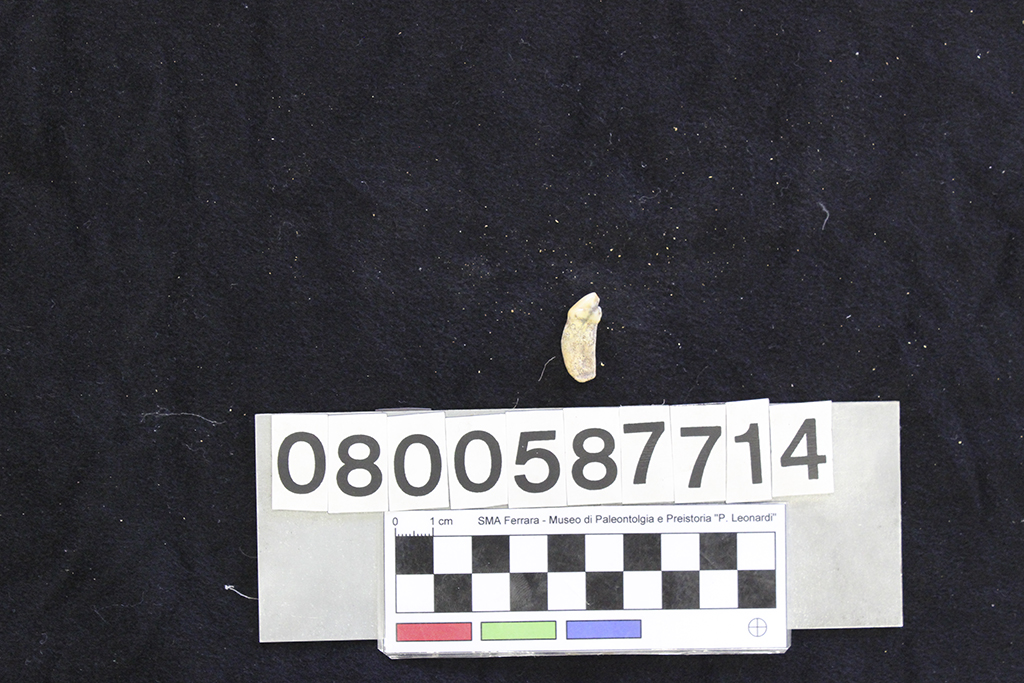 fossile (Crocuta crocuta spelaea, dente, esemplare)