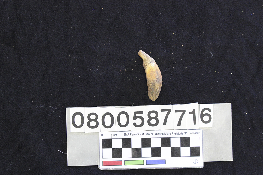fossile (Crocuta crocuta spelaea, dente, esemplare)