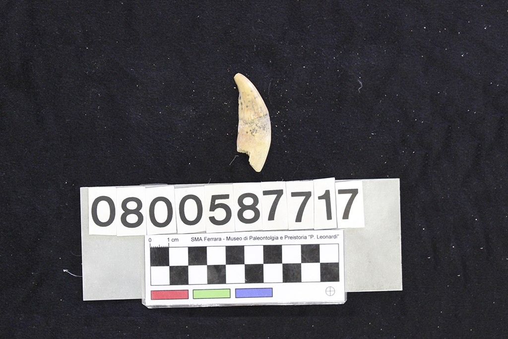 fossile (Crocuta crocuta spelaea, dente, esemplare)