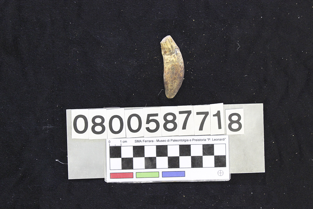 fossile (Crocuta crocuta spelaea, dente, esemplare)