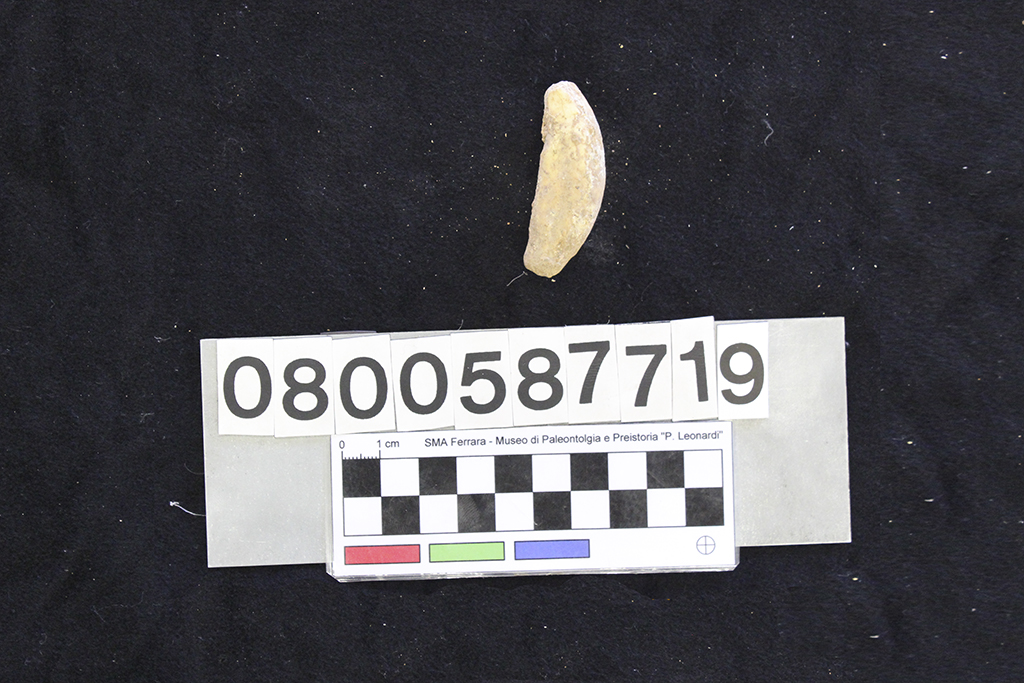 fossile (Crocuta crocuta spelaea, dente, esemplare)