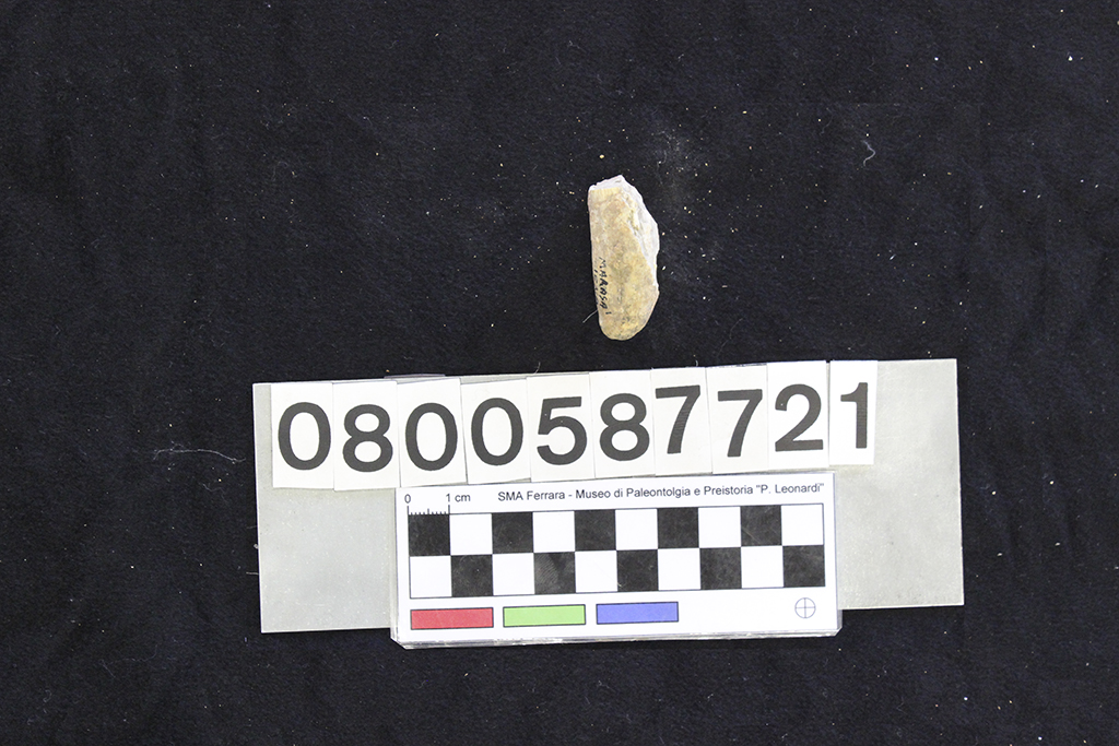 fossile (Crocuta crocuta spelaea, dente, esemplare)