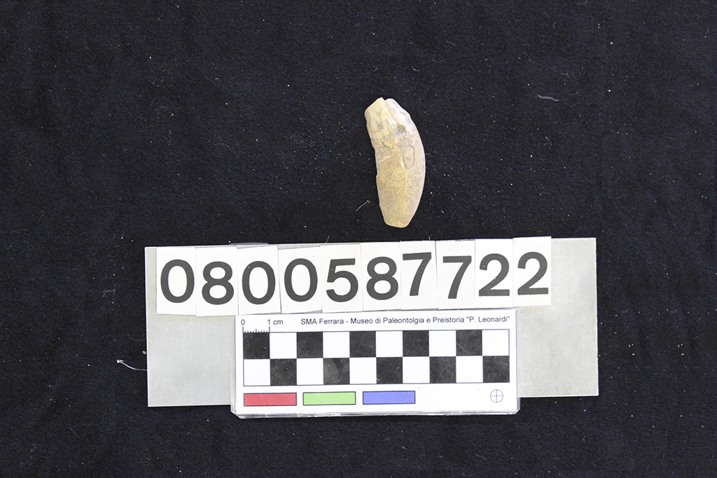 fossile (Crocuta crocuta spelaea, dente, esemplare)