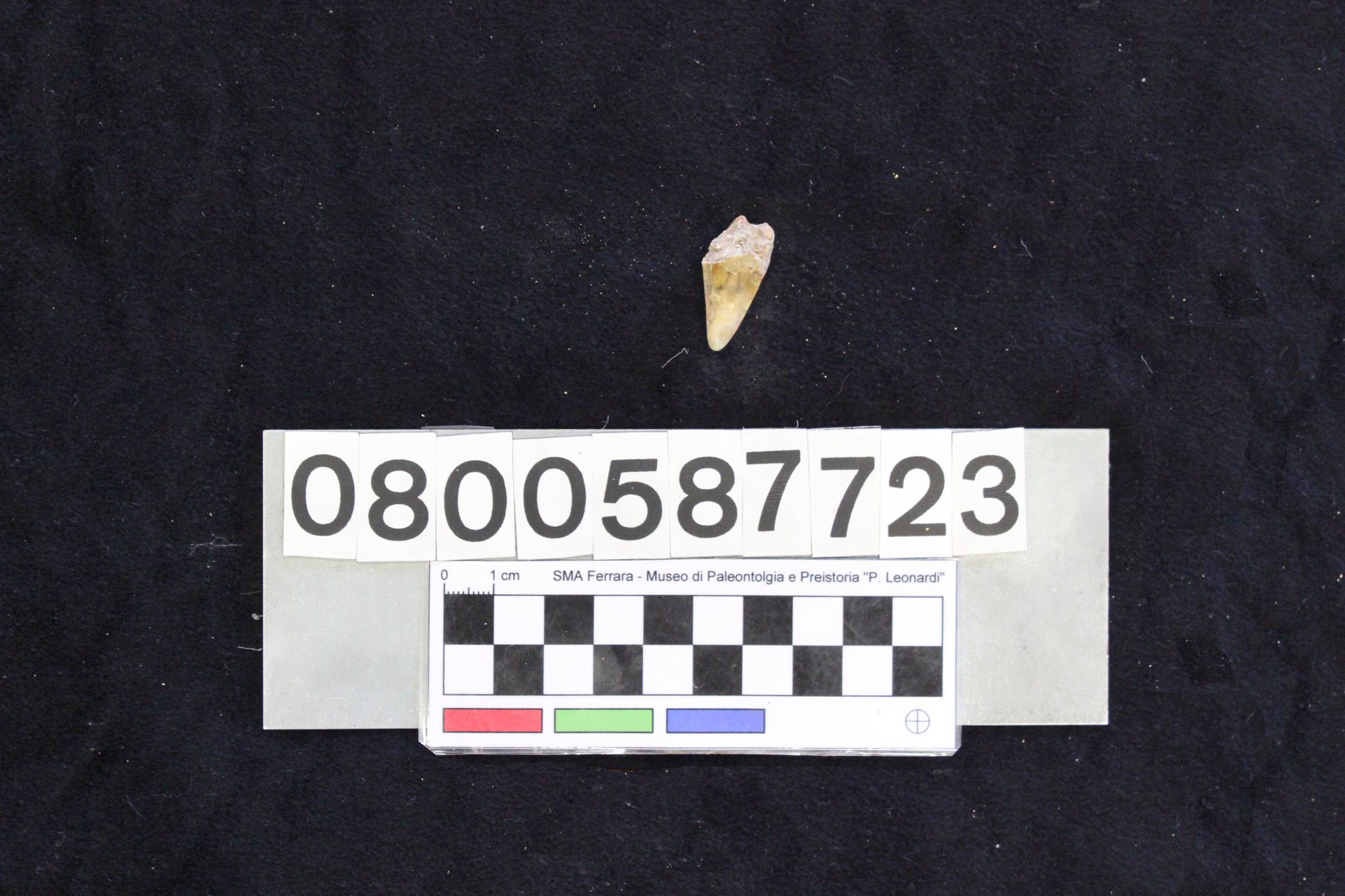 fossile (Crocuta crocuta spelaea, dente, esemplare)