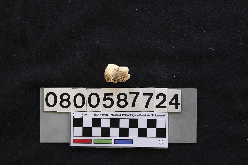 fossile (Crocuta crocuta spelaea, dente, esemplare)