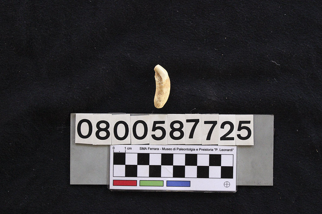 fossile (Crocuta crocuta spelaea, dente, esemplare)