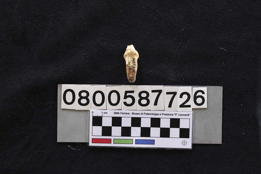 fossile (Crocuta crocuta spelaea, dente, esemplare)