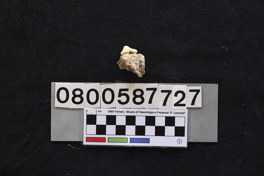 fossile (Crocuta crocuta spelaea, mascellare, esemplare)