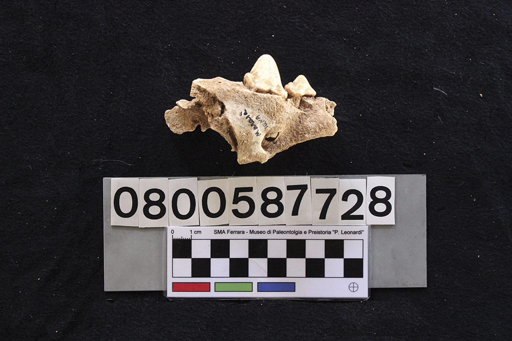 fossile (Crocuta crocuta spelaea, mascellare, esemplare)