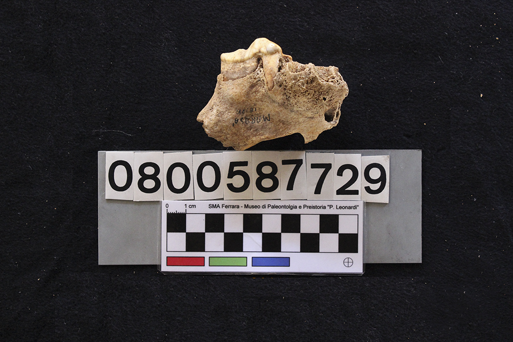 fossile (Crocuta crocuta spelaea, mascellare, esemplare)