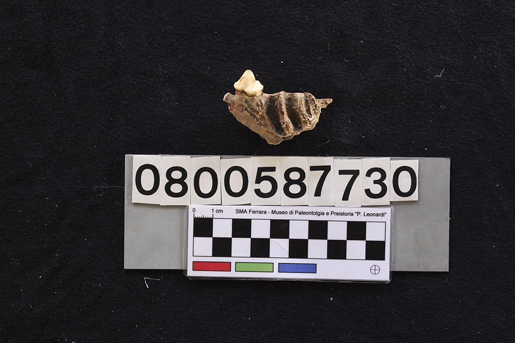 fossile (Crocuta crocuta spelaea, mascellare, esemplare)