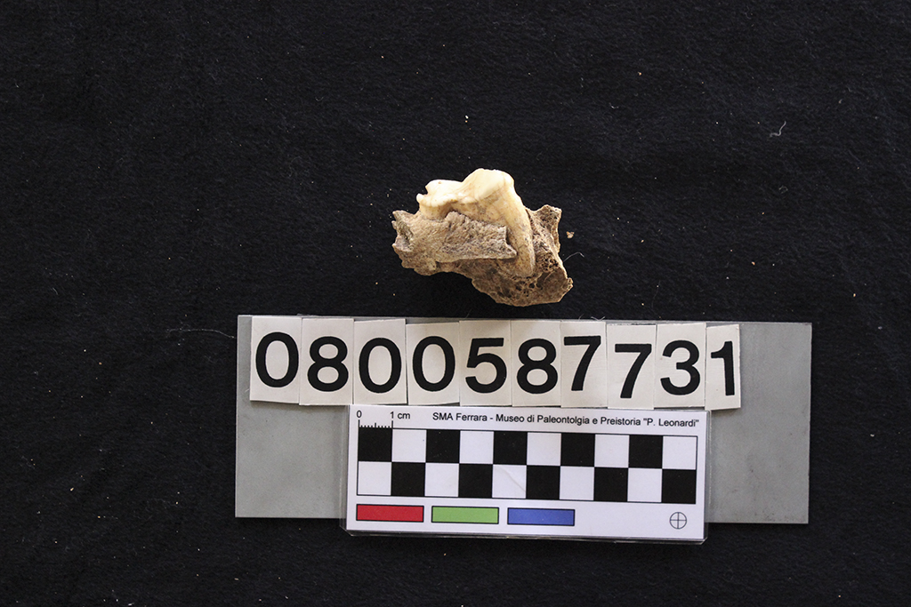 fossile (Crocuta crocuta spelaea, frammento mandibola, esemplare)