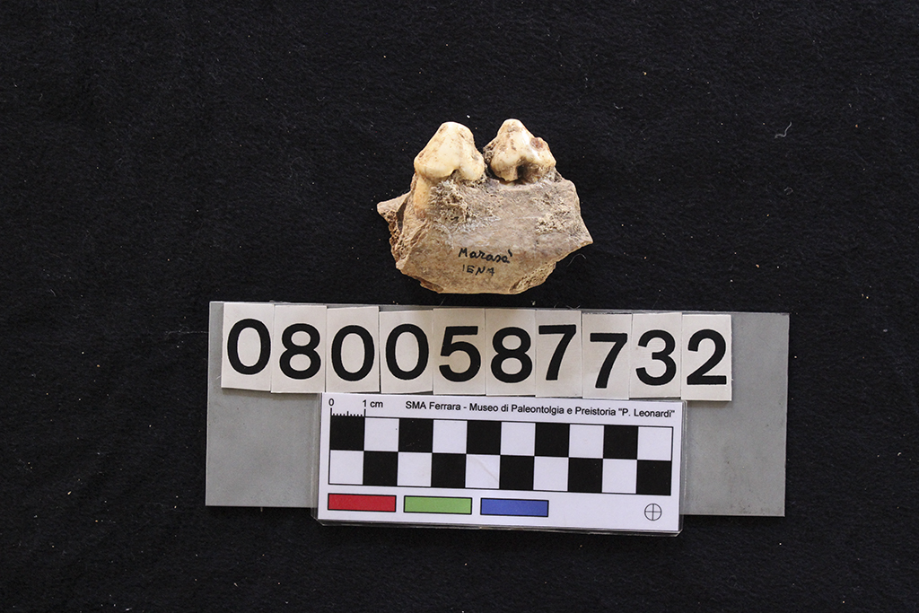 fossile (Crocuta crocuta spelaea, frammento mandibola, esemplare)