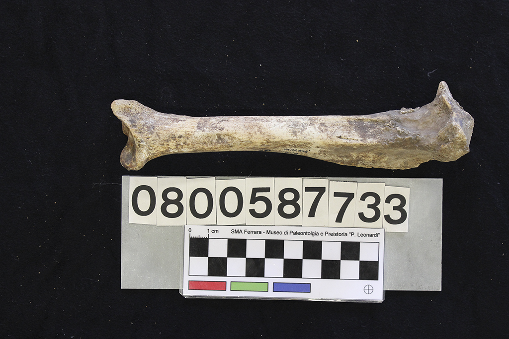 fossile (Crocuta crocuta spelaea, tibia, esemplare)