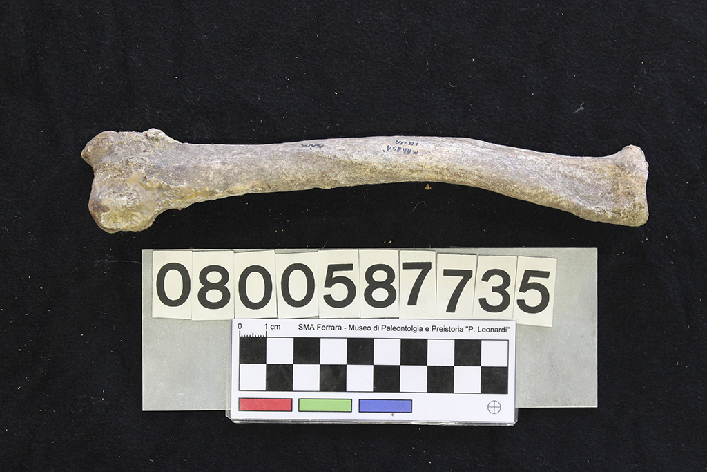 fossile (Crocuta crocuta spelaea, radio, esemplare)