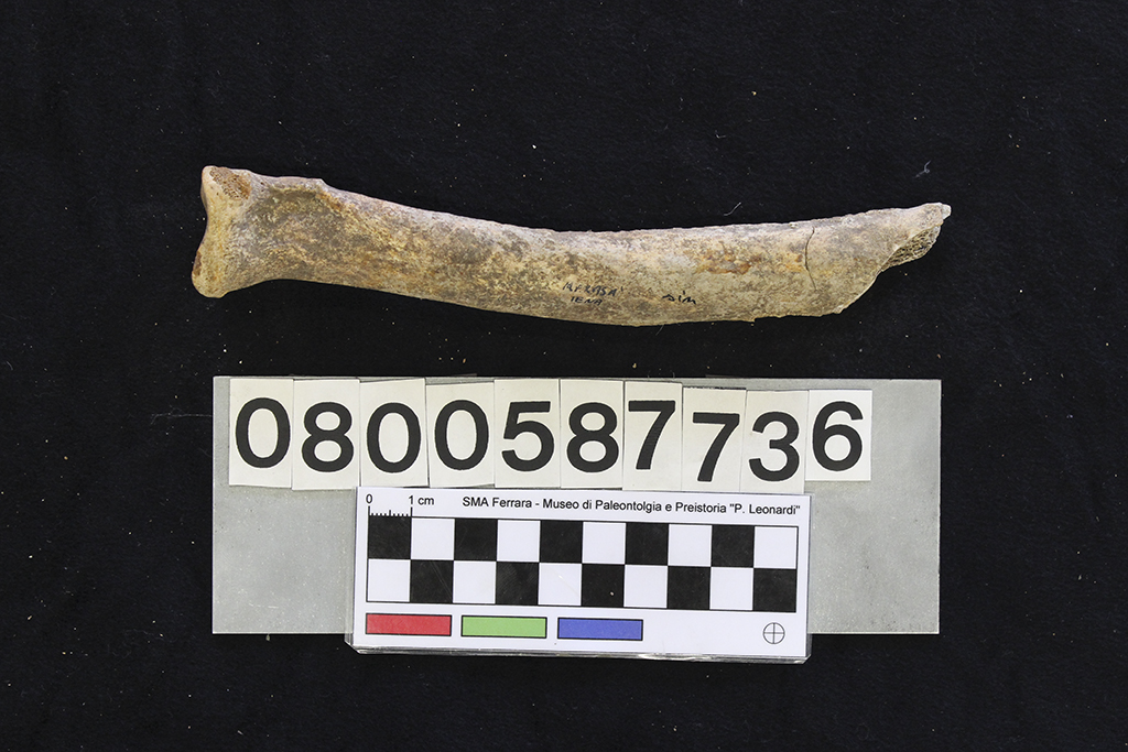 fossile (Crocuta crocuta spelaea, radio, esemplare)