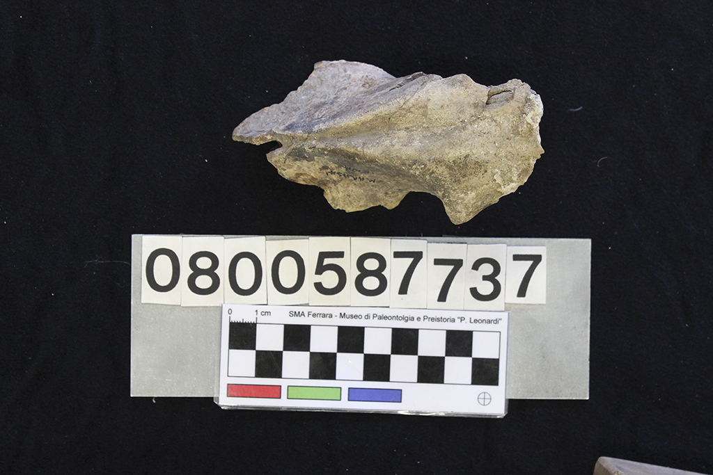 fossile (Crocuta crocuta spelaea, frammento osso parietale, esemplare)