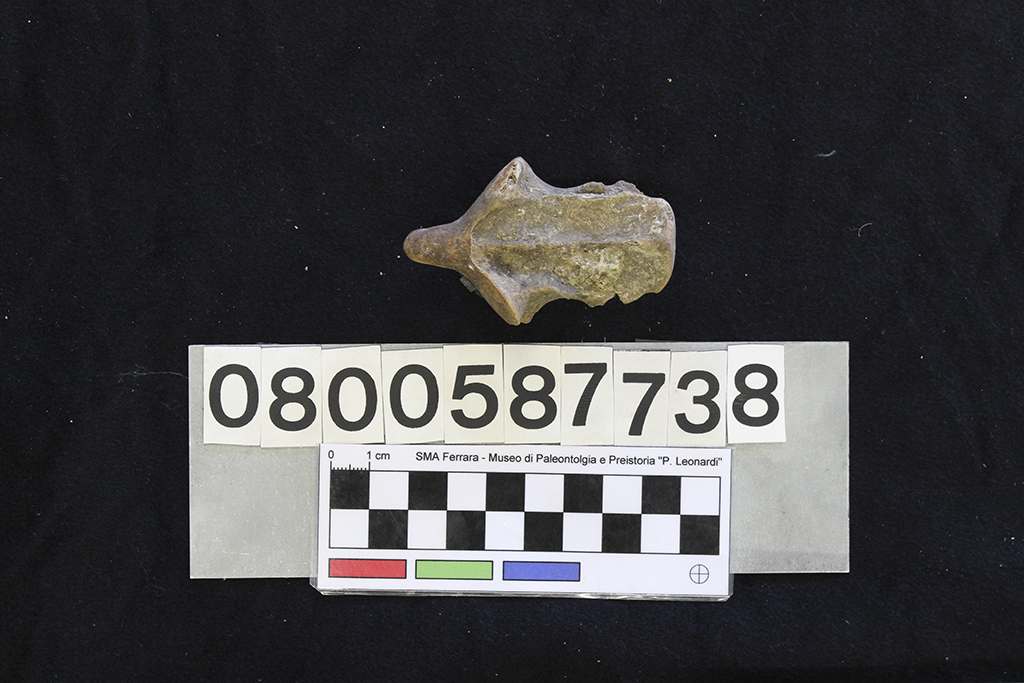 fossile (Crocuta crocuta spelaea, epistrofeo, esemplare)