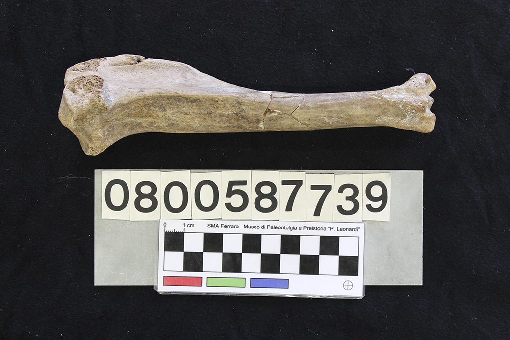 fossile (Sus scrofa, tibia, esemplare)