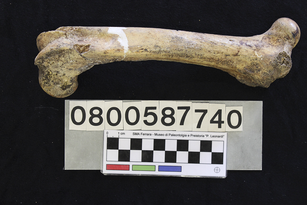 fossile (Sus scrofa, femore, esemplare)