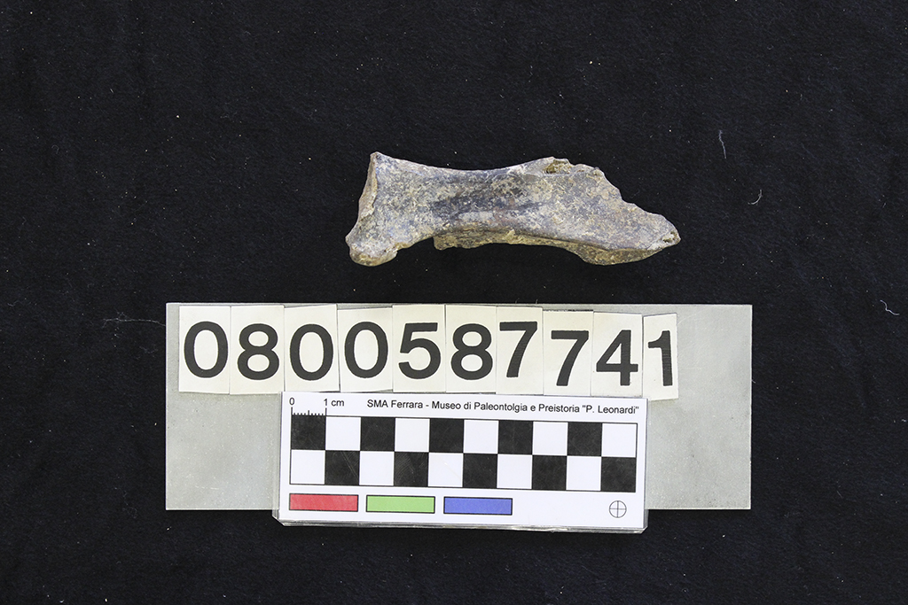 fossile (Sus scrofa, frammento scapola, esemplare)