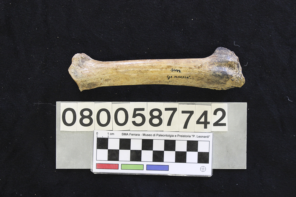 fossile (Sus scrofa, radio, esemplare)