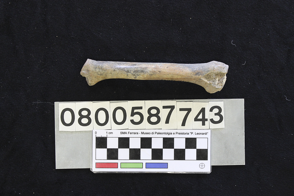 fossile (Sus scrofa, radio, esemplare)