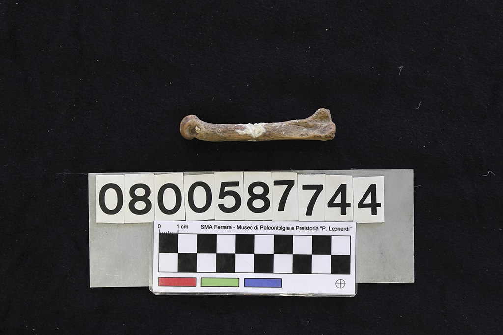 fossile (Crocuta crocuta spelaea, 3° metatarso, esemplare)