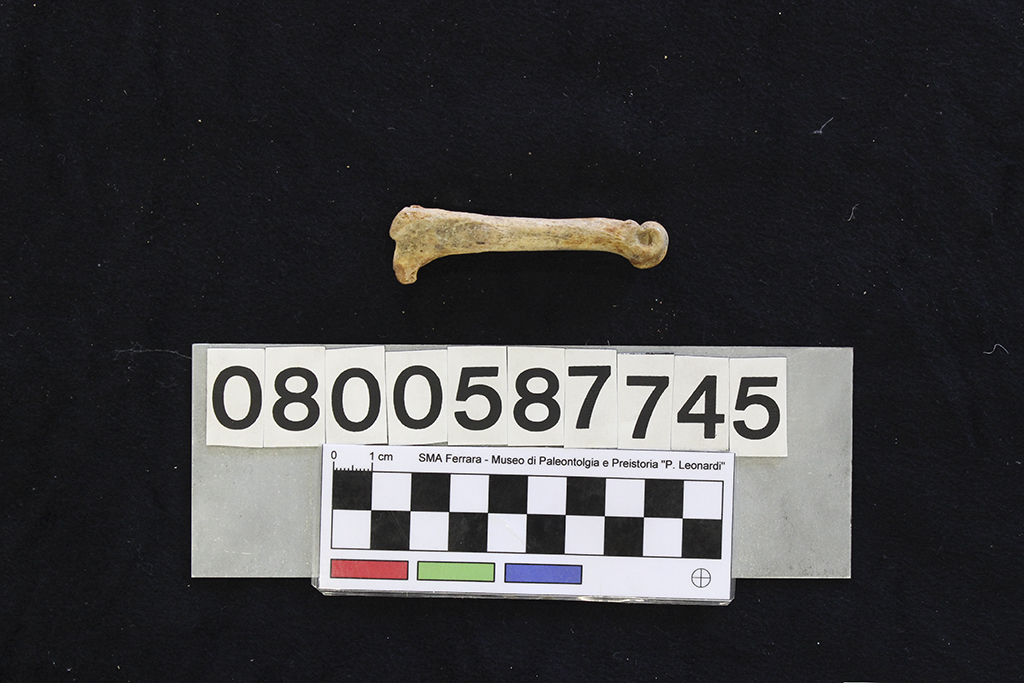 fossile (Crocuta crocuta spelaea, 3° metatarso, esemplare)