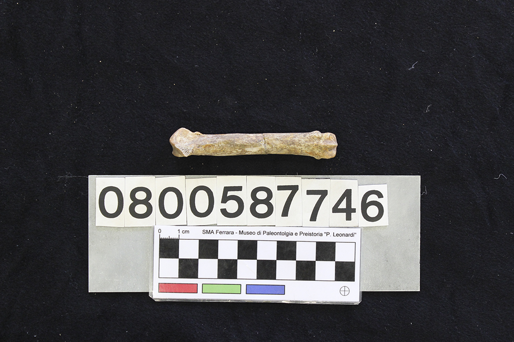 fossile (Crocuta crocuta spelaea, 3° metacarpo, esemplare)