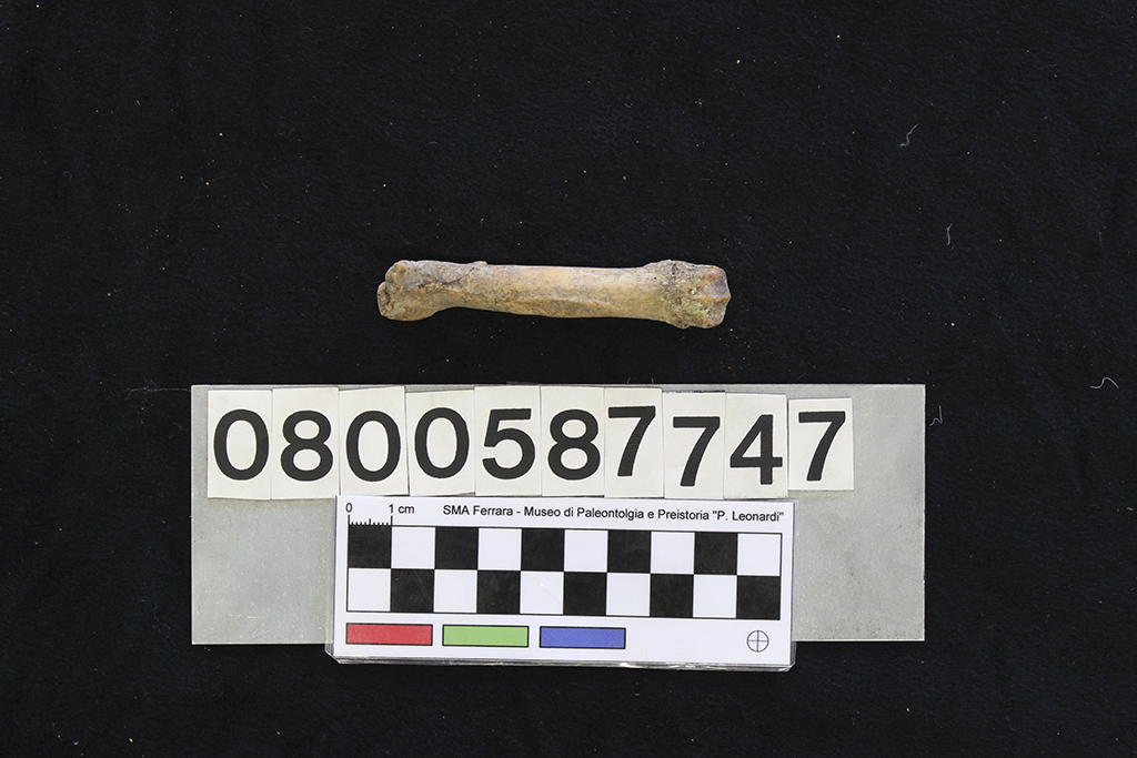 fossile (Crocuta crocuta spelaea, 2° metacarpo, esemplare)