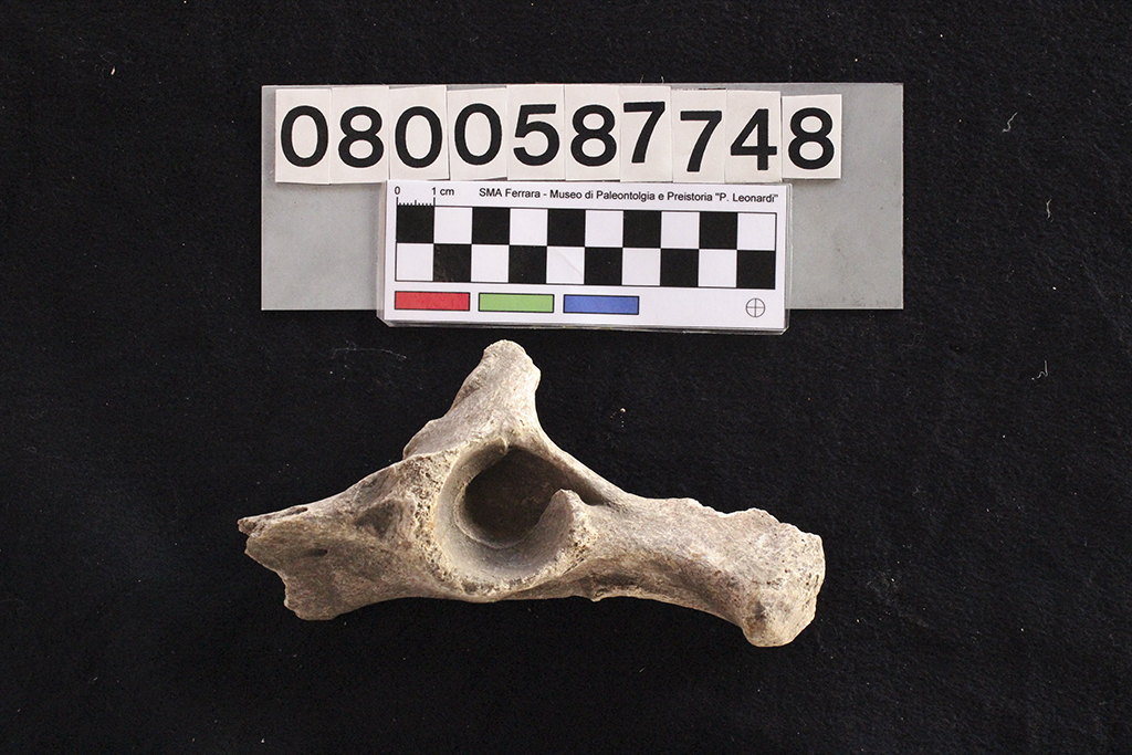 fossile (Crocuta crocuta spelaea, coxale, esemplare)