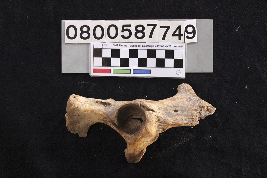 fossile (Crocuta crocuta spelaea, coxale, esemplare)