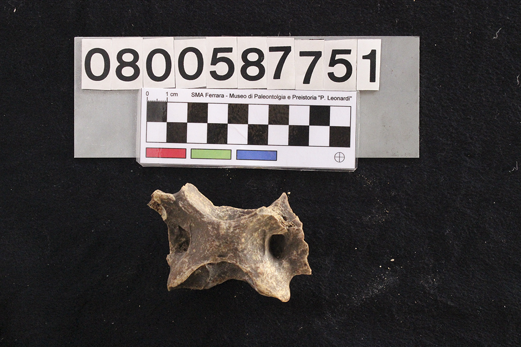 fossile (Crocuta crocuta spelaea, atlante, esemplare)