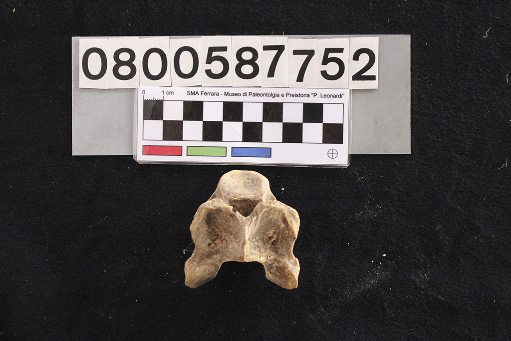 fossile (Crocuta crocuta spelaea, vertebra cervicale, esemplare)