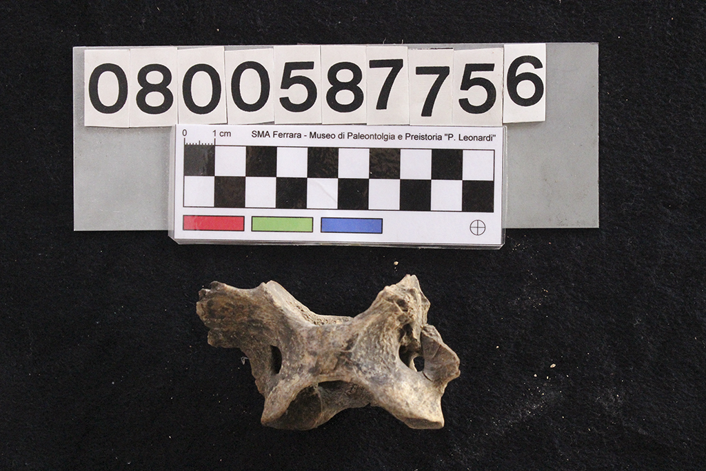 fossile (Crocuta crocuta spelaea, atlante, esemplare)