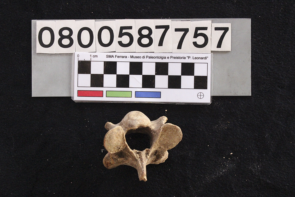 fossile (Crocuta crocuta spelaea, vertebra cervicale, esemplare)