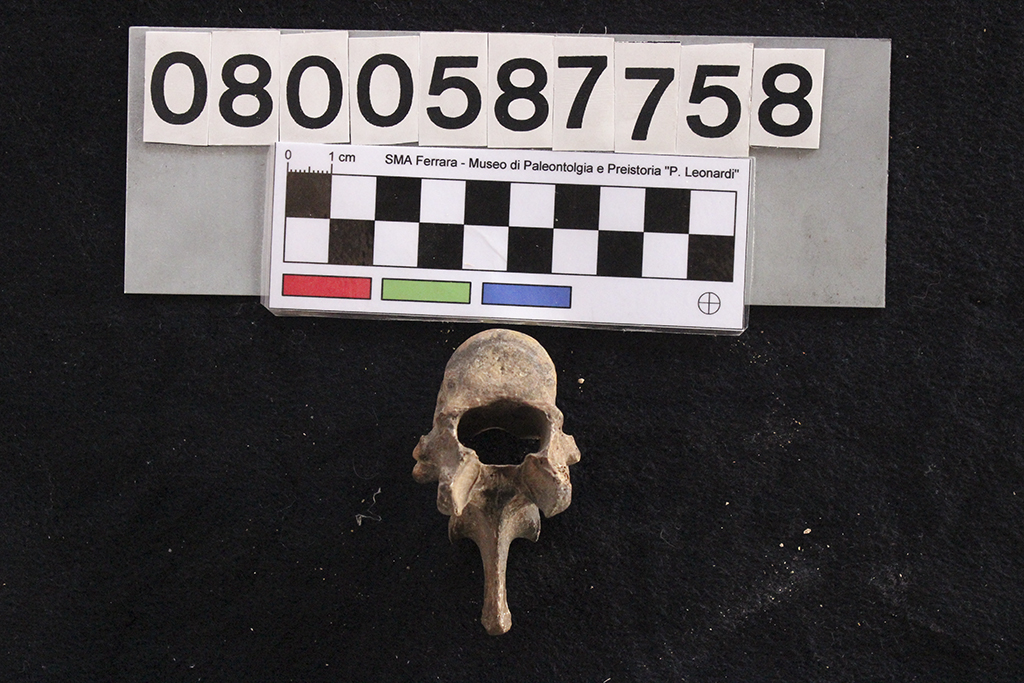 fossile (Crocuta crocuta spelaea, vertebra toracica, esemplare)