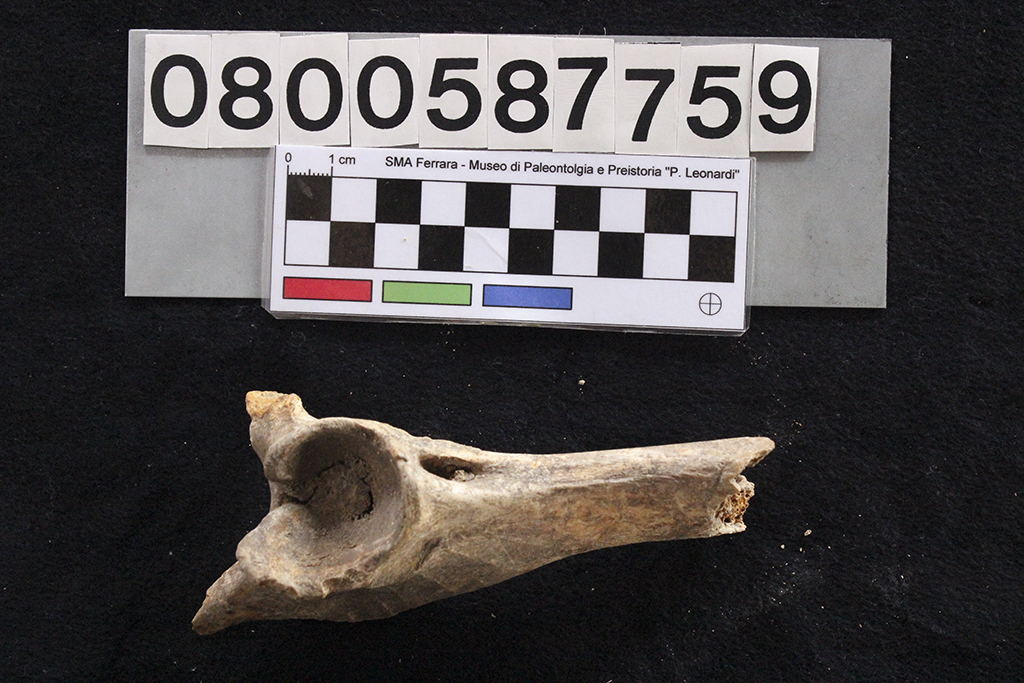 fossile (Cervus elaphus siciliae, coxale, esemplare)