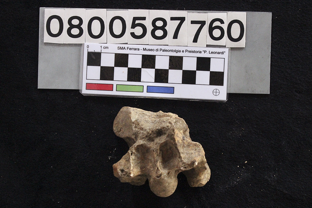 fossile (Cervus elaphus siciliae, vertebra cervicale, esemplare)