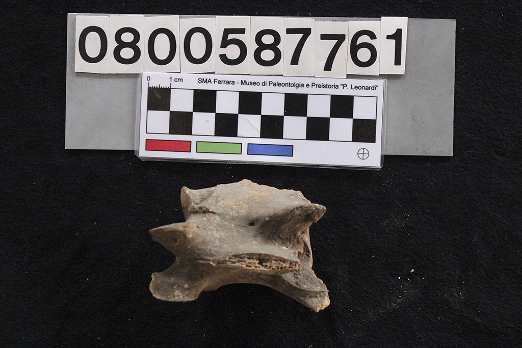 fossile (Cervus elaphus siciliae, vertebra cervicale, esemplare)