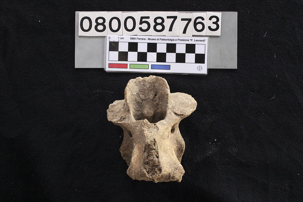 fossile (Bos sp., epistrofeo, esemplare)