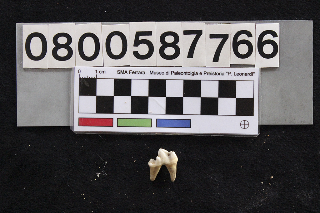 fossile (Canis familiaris, dente, esemplare)