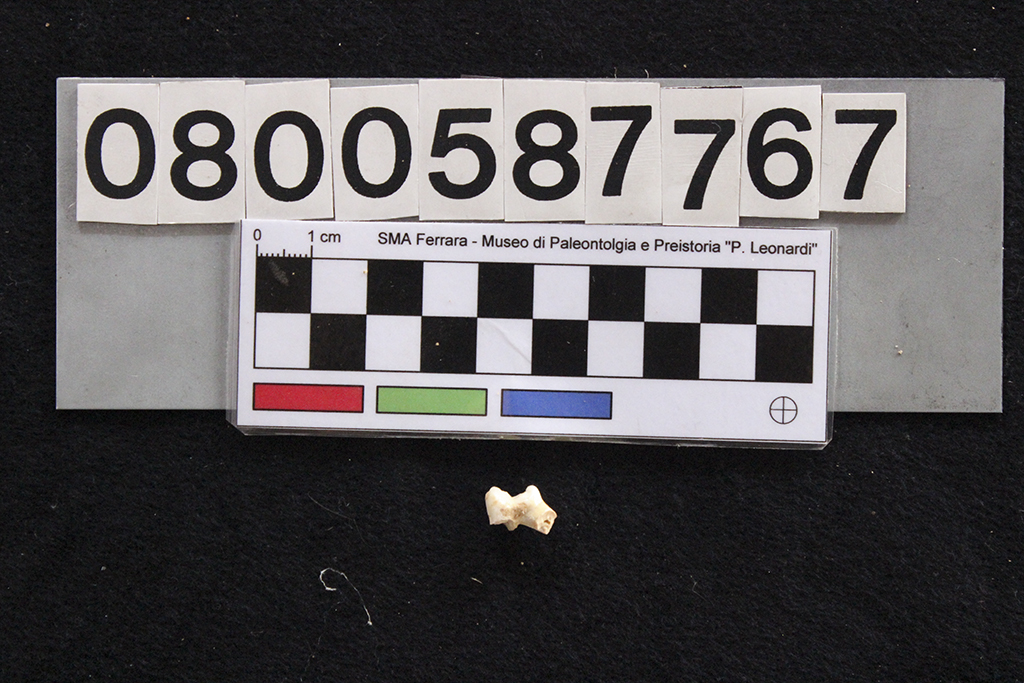 fossile (Canis familiaris, dente, esemplare)