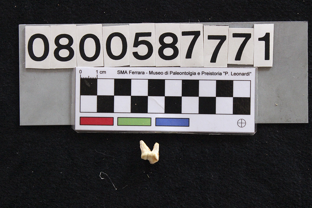 fossile (Canis sp., dente, esemplare)