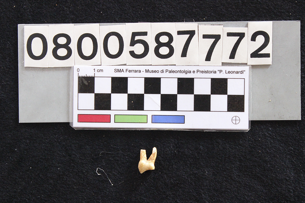 fossile (Sus scrofa, dente, esemplare)