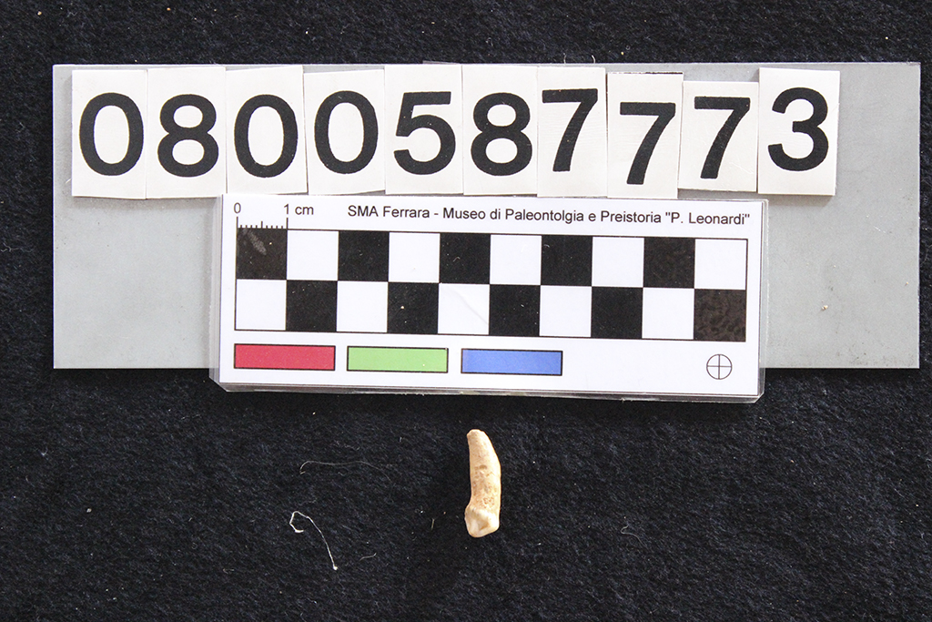 fossile (Crocuta crocuta spelaea, dente, esemplare)