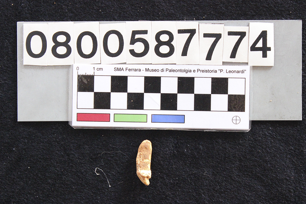 fossile (Crocuta crocuta spelaea, dente, esemplare)